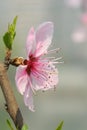A peach blossom flower Royalty Free Stock Photo