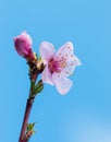 Pink peach blossoms against blue sky Royalty Free Stock Photo