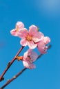 Pink peach blossoms against blue sky Royalty Free Stock Photo