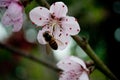 Pink Peach blossoms and bee in March Royalty Free Stock Photo