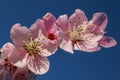 Pink Peach Blossoms With Delicate Petals With Blue Background Royalty Free Stock Photo