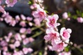 Pink peach blossoms with blurred background