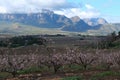Pink peach blossoms in orchard against the backdrop of  the Hexrivier mountains in Slanghoek area Royalty Free Stock Photo