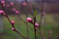 Pink peach buds in the orchard. Young peach branch with new flower buds in early spring.