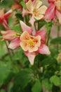 Pink and peach Columbine in a sunny garden