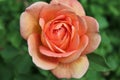 David Austin Rose