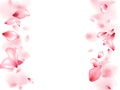 Pink sakura flower flying petals isolated on white vector background.