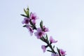 Pink peach flowers against a blue sky in clear weather. Blooming branch of fruit tree in the garden, background Royalty Free Stock Photo