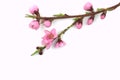 Pink, peach flowers on branch