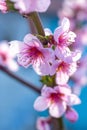 Pink peach flowers close up on a background of blue sky Royalty Free Stock Photo