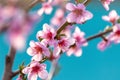Pink peach flowers in sunny weather on a background of blue sky Royalty Free Stock Photo
