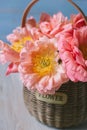 Pink peach peony in basket on a light blue background Royalty Free Stock Photo