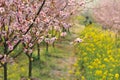 Pink peach and plum blossom-flower and seedling industry Royalty Free Stock Photo