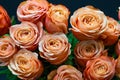 Pink peach roses close up on a dark background floral background Royalty Free Stock Photo