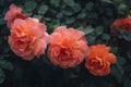 Pink peach roses in the garden