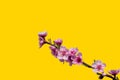 Blooming branch peach tree flowers Royalty Free Stock Photo