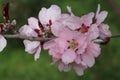 Pink peach tree flowers close up in garden with green grass in spring Royalty Free Stock Photo