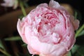 Delicate lovely pink peony flower