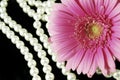 Pink and Pearls Royalty Free Stock Photo