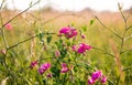 Pink peas and summer meadow flowers against the sky