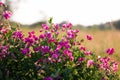 Pink peas and summer meadow flowers against the sky