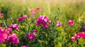 Pink peas and summer meadow flowers against the sky