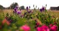 Pink peas and summer meadow flowers against the sky