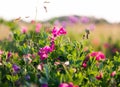 Pink peas and summer meadow flowers against the sky