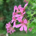 Pink Pelargonien Royalty Free Stock Photo