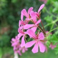Pink Pelargonien Royalty Free Stock Photo