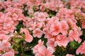 Pink pelargonium