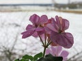 Pink pelargonium on the background of a snowy field Royalty Free Stock Photo