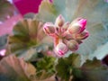 Pink pelargonium