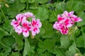 Pink Pelargonium flower