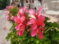 Bushes of pink Pelargonium flowers Royalty Free Stock Photo
