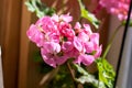 Pink pelargonium flowers close up Royalty Free Stock Photo