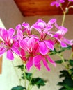 Pink Pelargonium flowers close-up Royalty Free Stock Photo