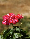 Pink pelargonium flowers close up in sunlight Royalty Free Stock Photo