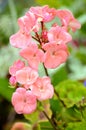 Pink pelargonium flowers