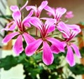 Pink Pelargonium flowers on the terrace