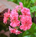 Pink Pelargonium, Geraniums flowers, close up, bokeh outdoor background Royalty Free Stock Photo