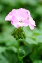 The pink Pelargonium hortorum Bailey flower