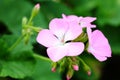 The pink Pelargonium hortorum Bailey flower