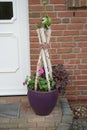 Pink Pelargonium hortorum flowers and white Heuchera micrantha flowers in a flower pot on the doorstep of a house. Berlin, Germany Royalty Free Stock Photo