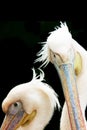 Pink pelican. Royalty Free Stock Photo