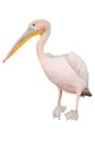 Pink pelican Royalty Free Stock Photo