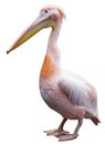 Pink Pelican Royalty Free Stock Photo