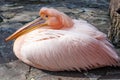 Pink Pelican Royalty Free Stock Photo