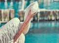 Pink pelican cleans feathers on the lake Royalty Free Stock Photo