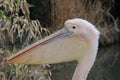 Pink Pelican Head Royalty Free Stock Photo